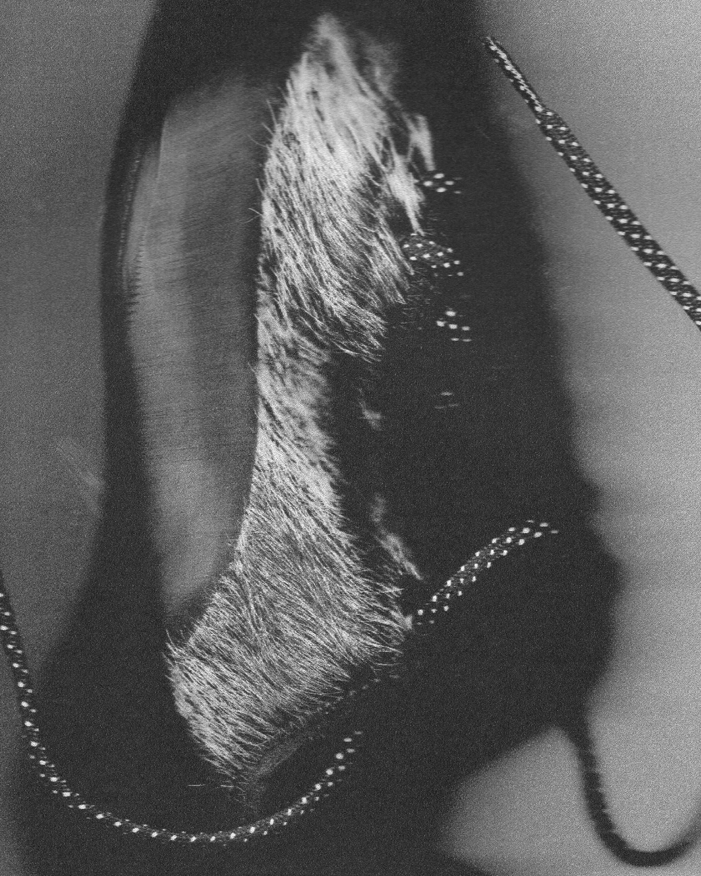 𝔅 I Demon I Kroda-4